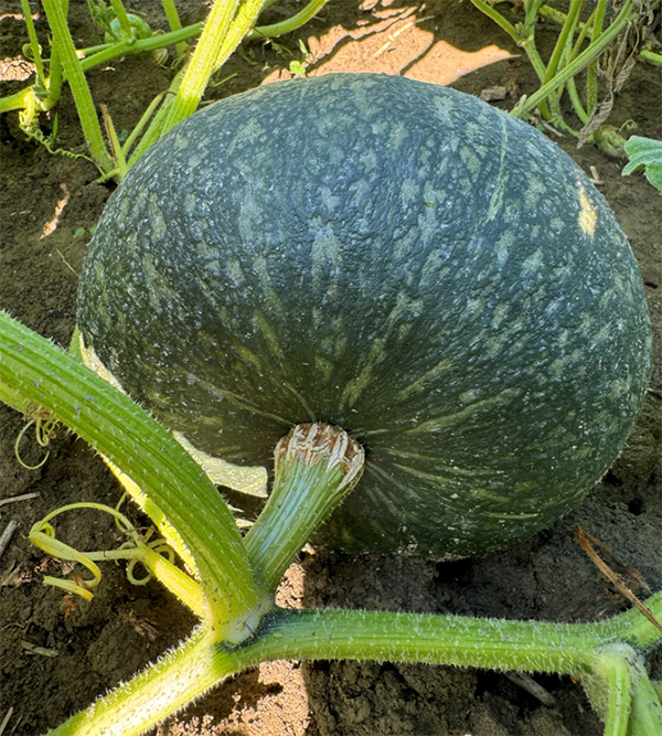 Bombonera